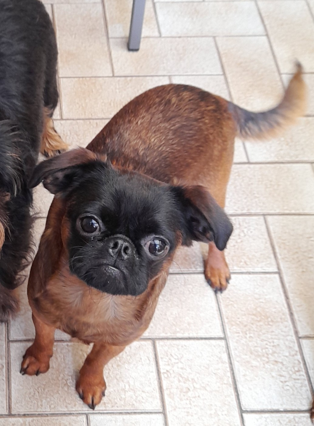 amazing clandelis athéna