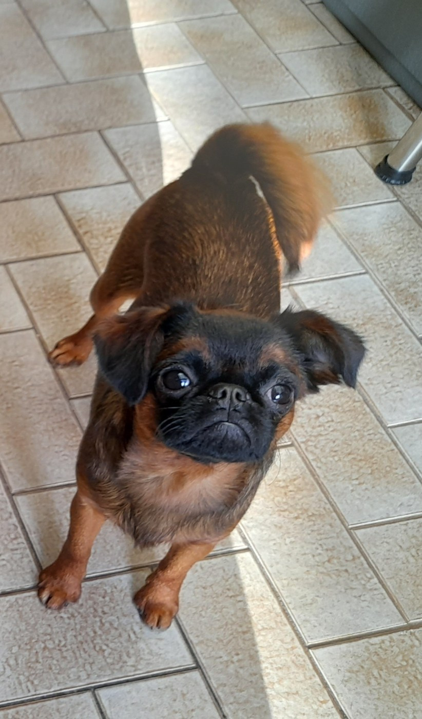 amazing clandelis arthémis