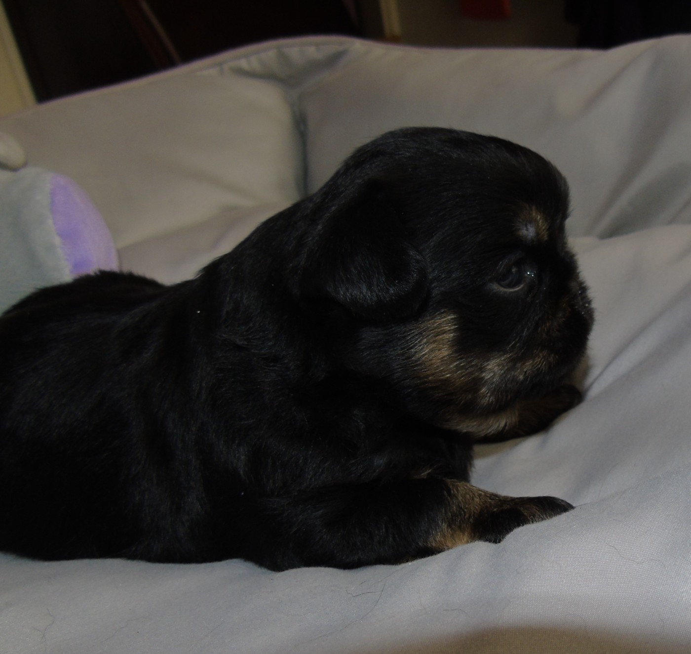Des Divins Prémices - Chiots disponibles - Griffon belge