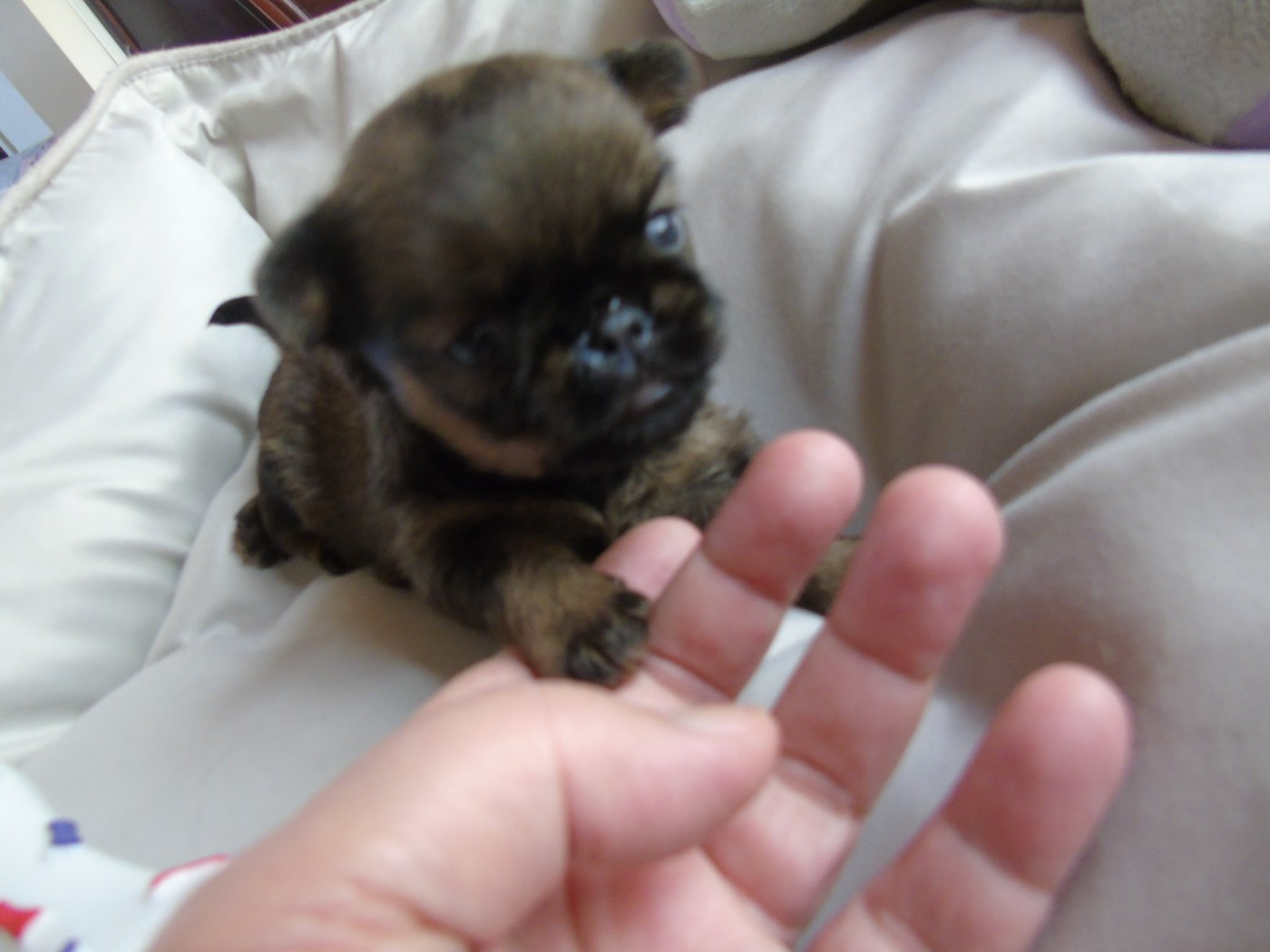 Des Divins Prémices - Chiots disponibles - Griffon belge