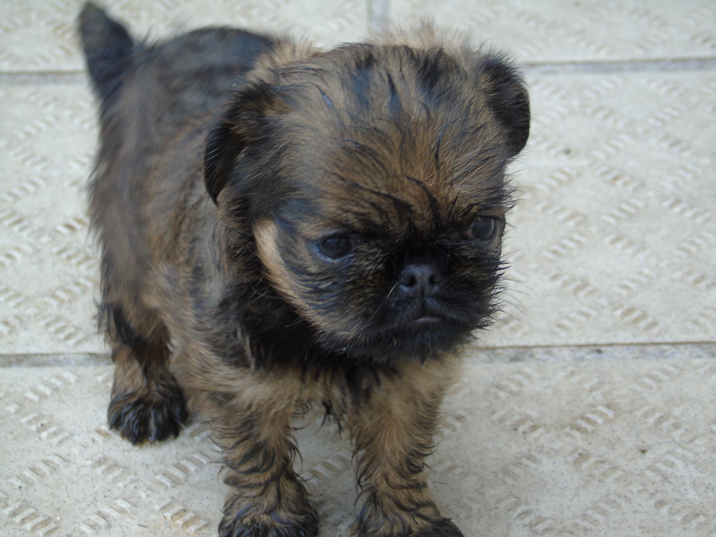 Des Divins Prémices - Chiots disponibles - Griffon belge
