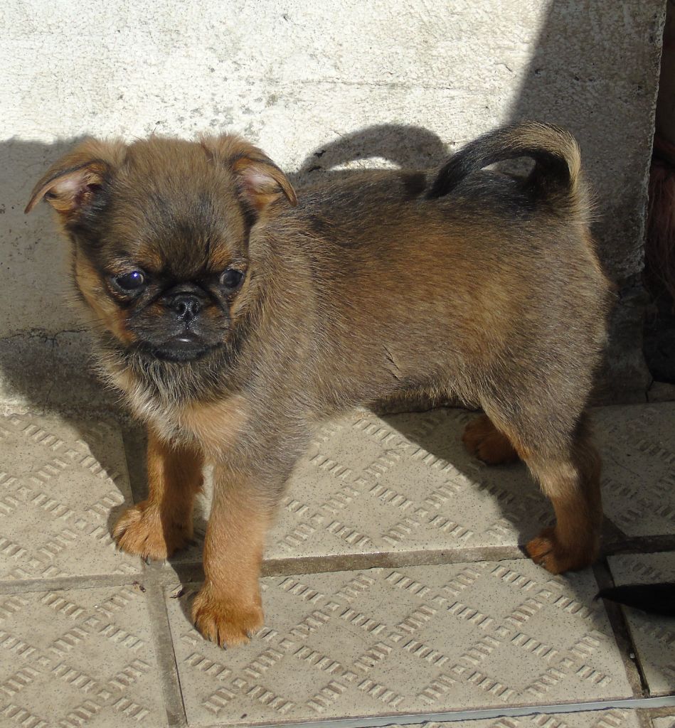 Des Divins Prémices - Chiots disponibles - Griffon belge