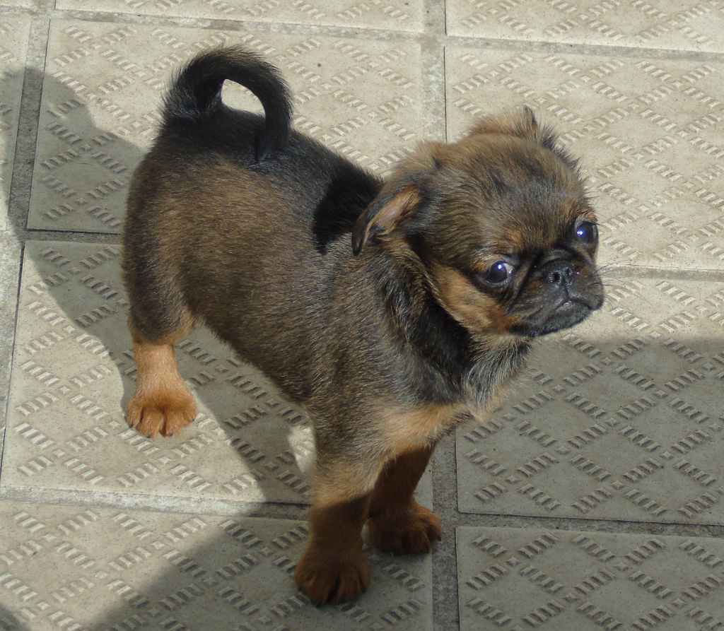 Des Divins Prémices - Chiots disponibles - Griffon belge