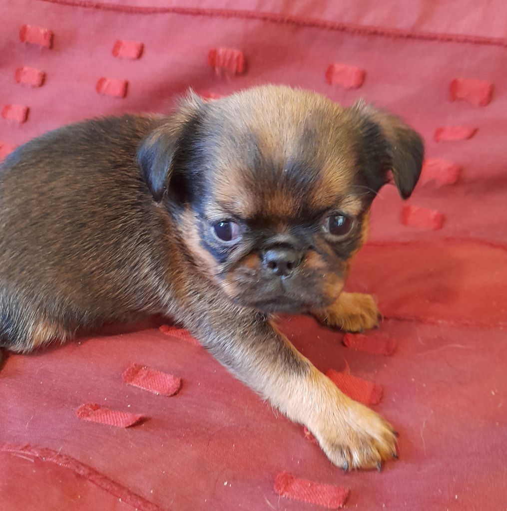 Des Divins Prémices - Chiots disponibles - Griffon belge