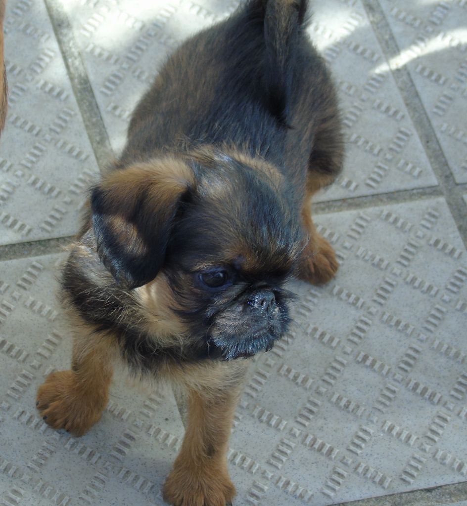 Des Divins Prémices - Chiots disponibles - Griffon belge
