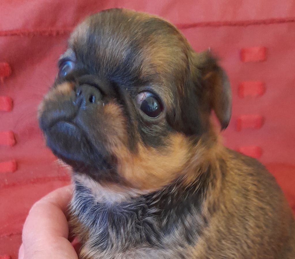 Des Divins Prémices - Chiots disponibles - Griffon belge